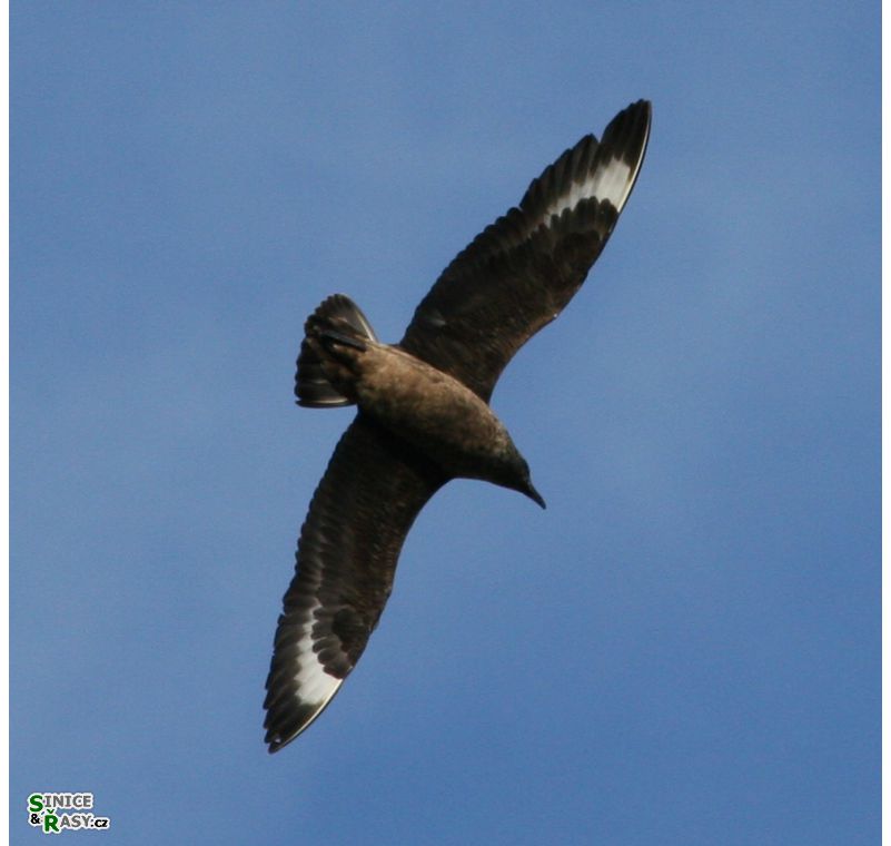 Stercorarius scua