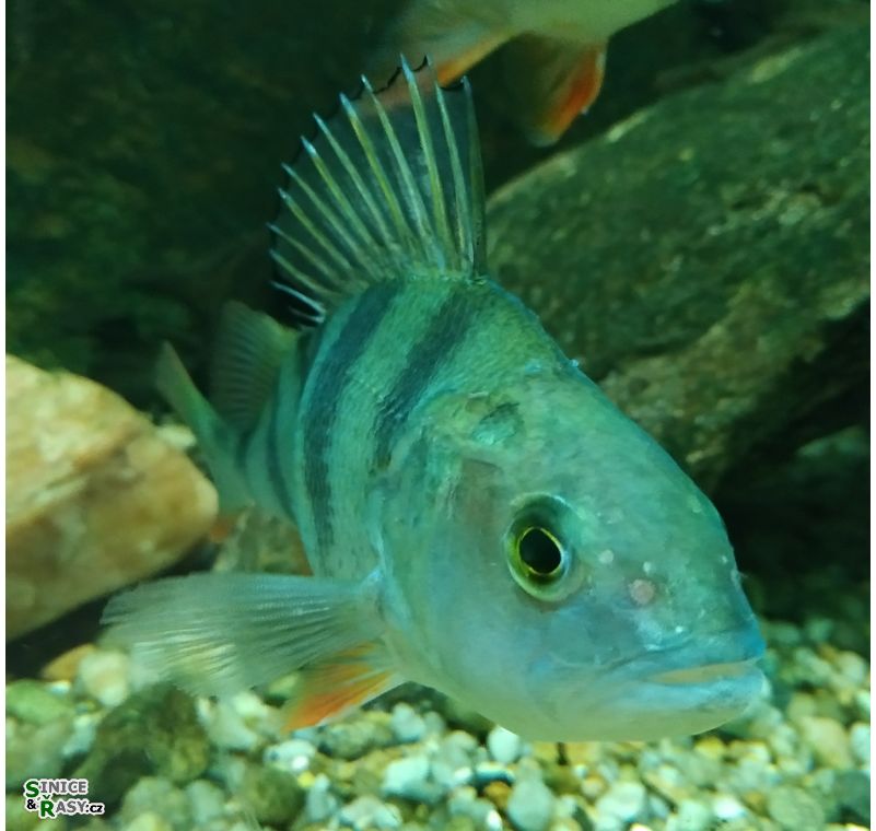 Perca fluviatilis