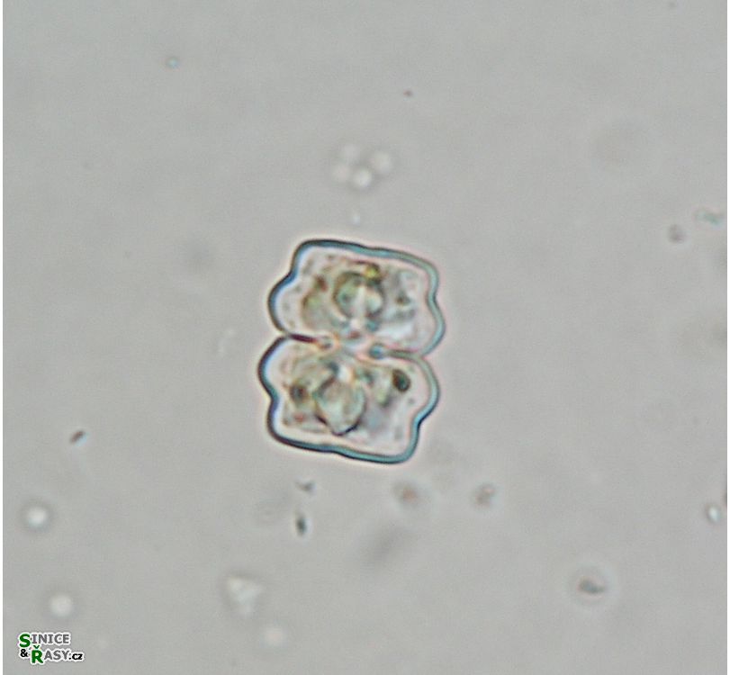 Cosmarium quadratulum