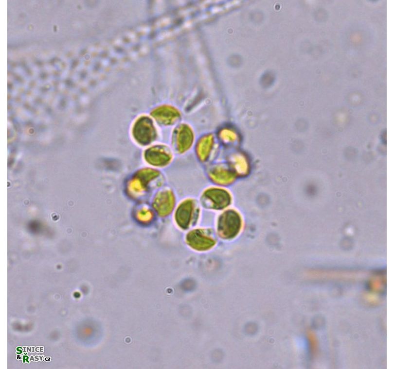 Crucigenia quadrata
