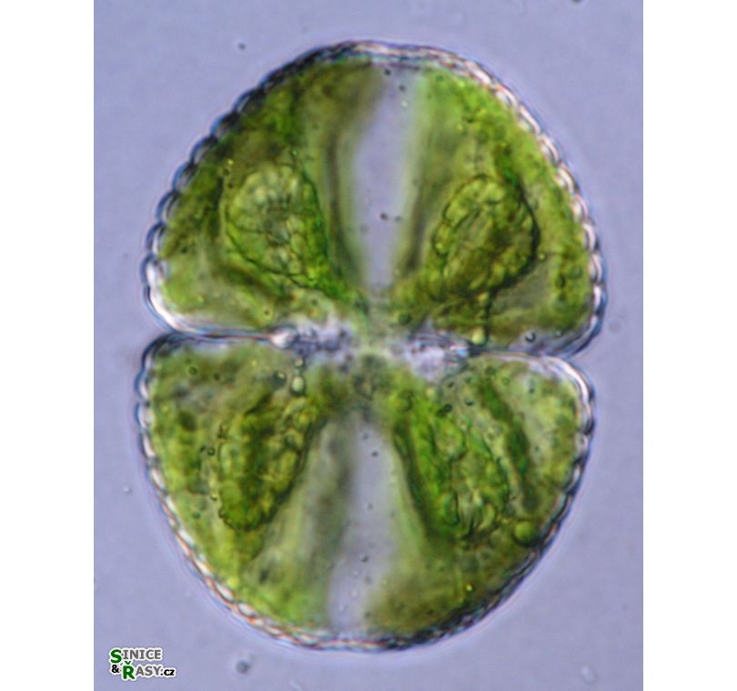 Cosmarium ochthodes