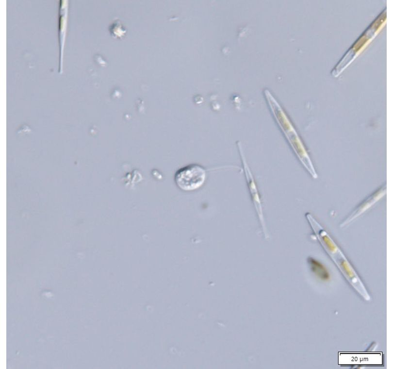 Notosolenus apocamptus