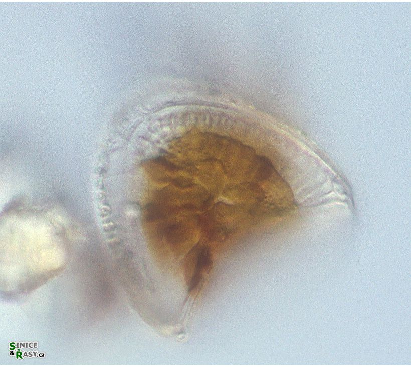 Campylodiscus