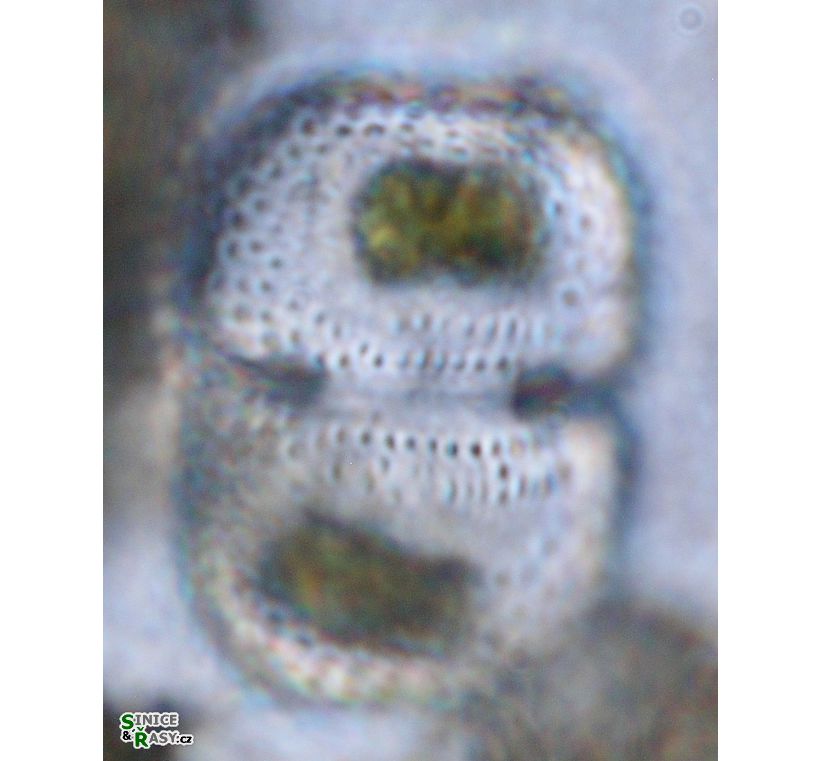 Cosmarium