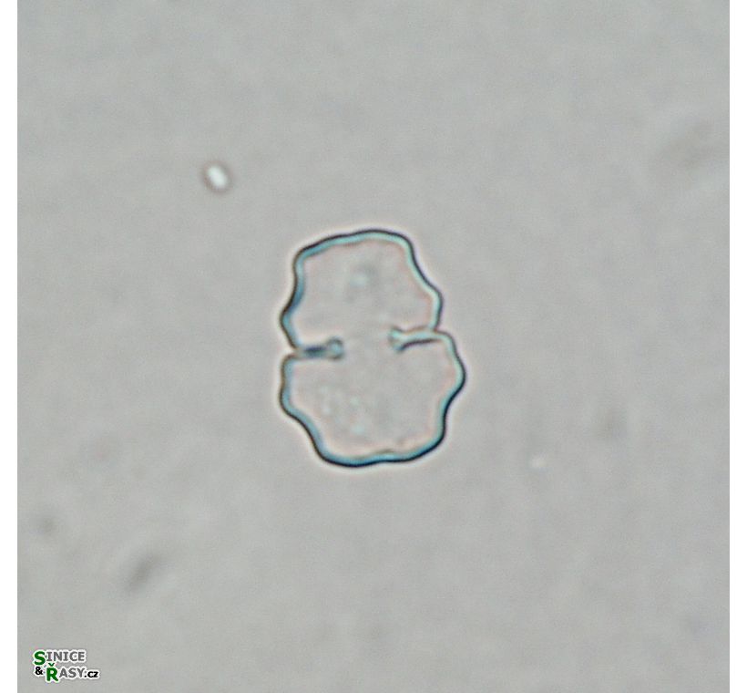 Cosmarium sphyrelatum
