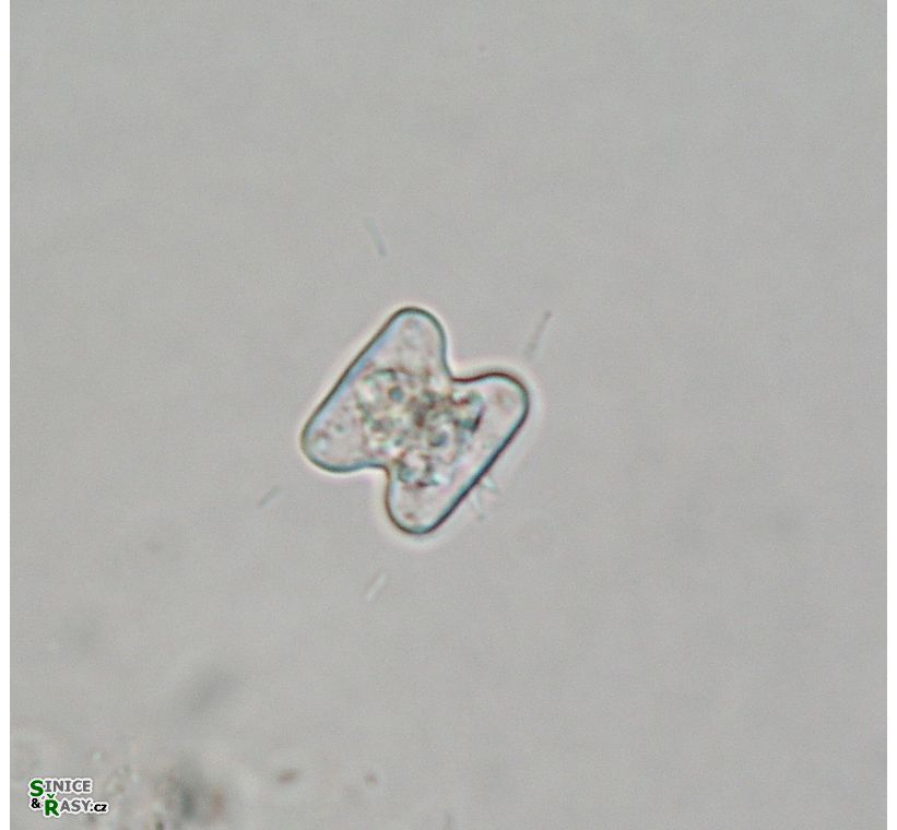 Cosmarium