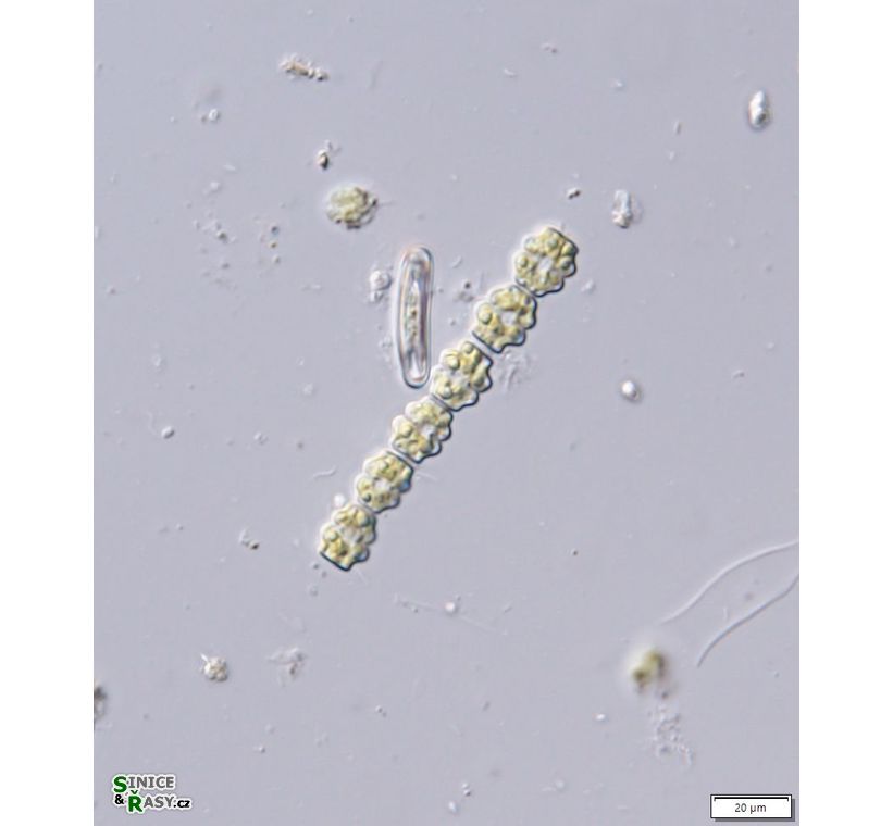 Spondylosium pulchellum