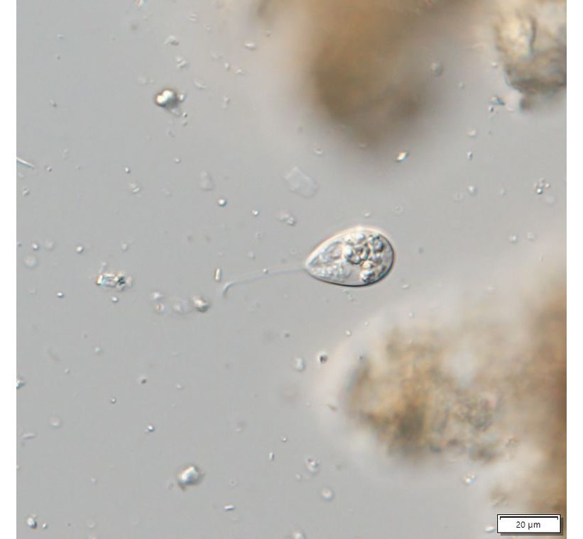 Notosolenus mediocanellatus