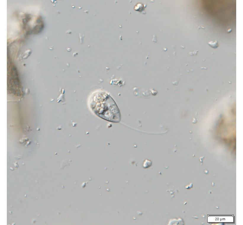 notosolenus mediocanellatus