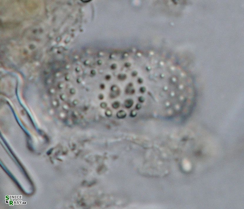 Cosmarium pseudoornatum