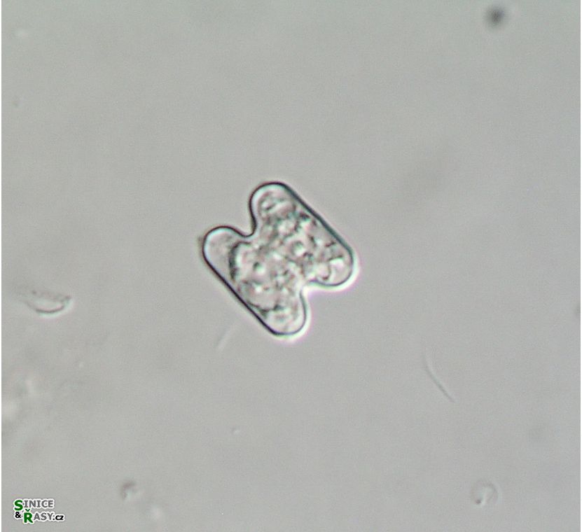 Cosmarium