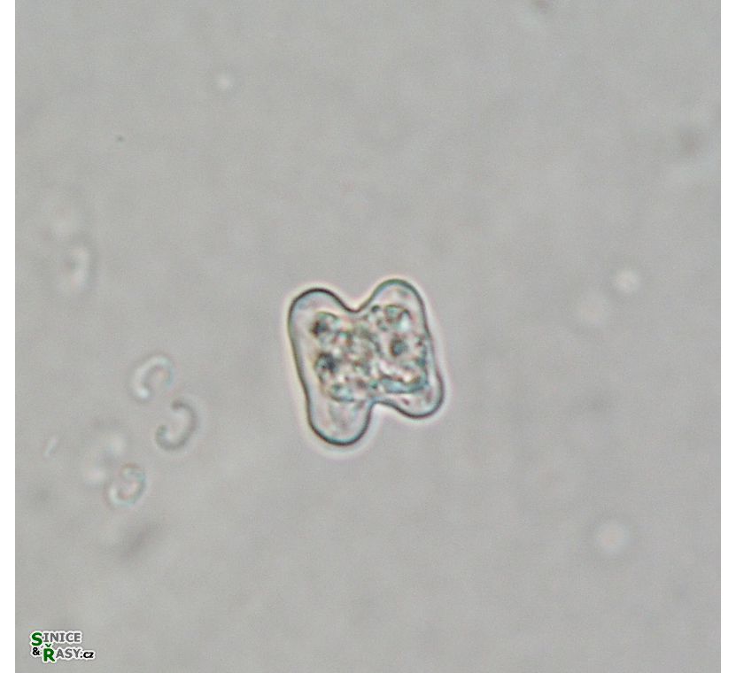 Cosmarium