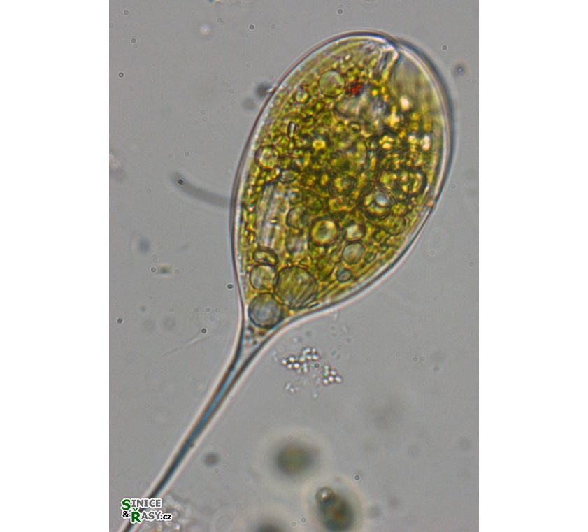 Phacus longicauda