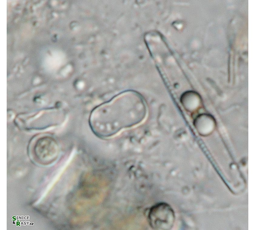 Actinotaenium perminutum