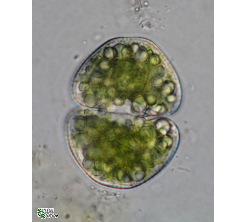 Cosmarium galeritum