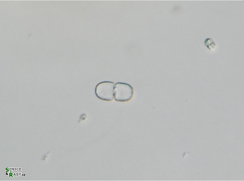 Cosmarium pseudoexiquum