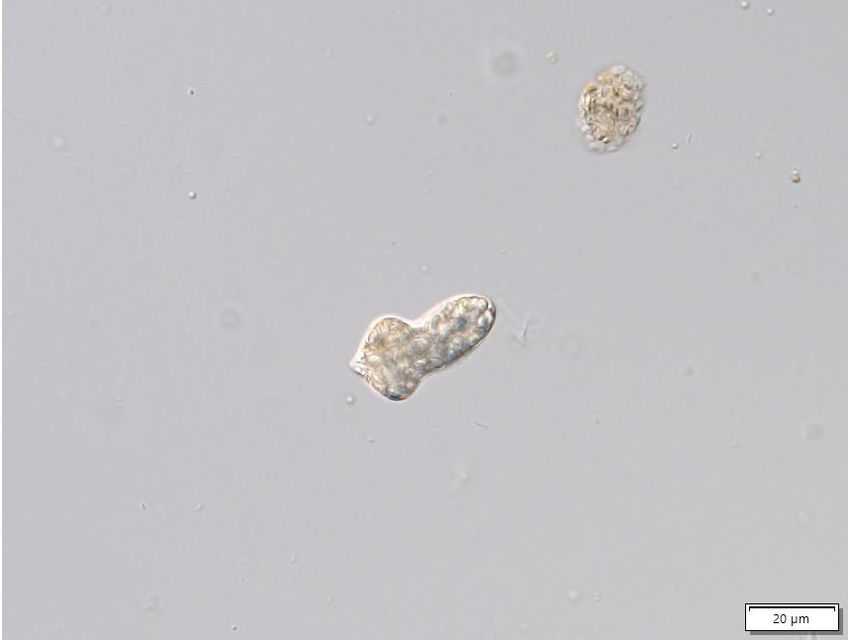 Distigma glabrum