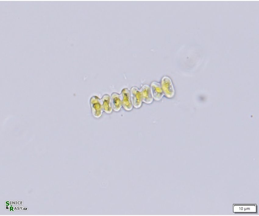 Spondylosium planum