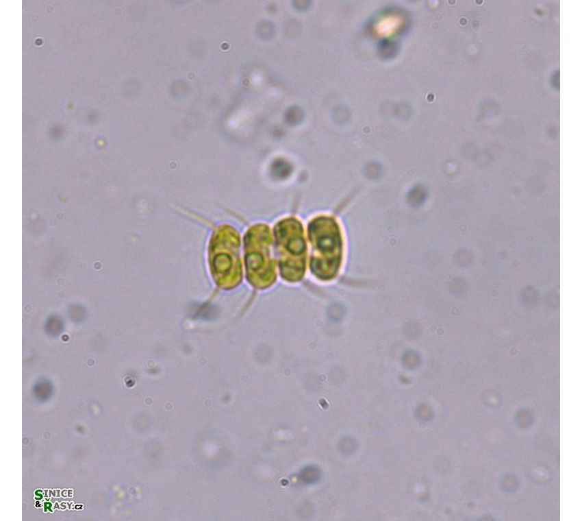 Desmodesmus pannonicus