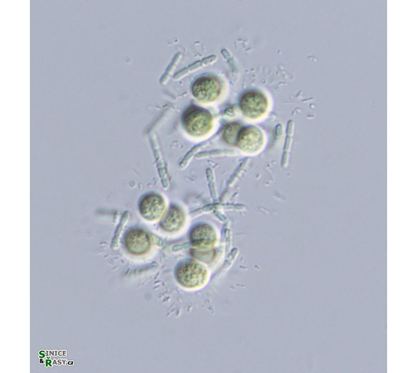 Limnococcus limneticus