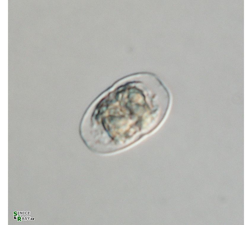 Actinotaenium subtile