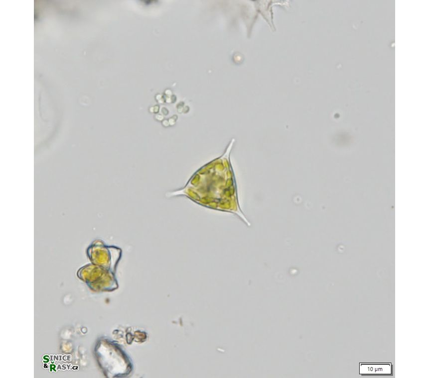 Goniochloris spinosa