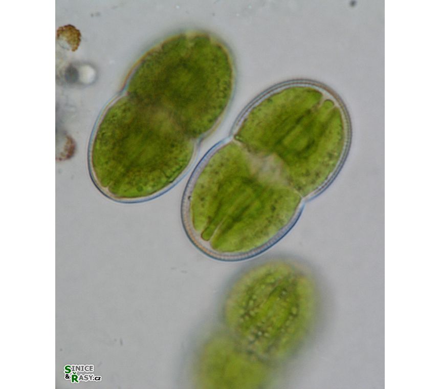 Actinotaenium