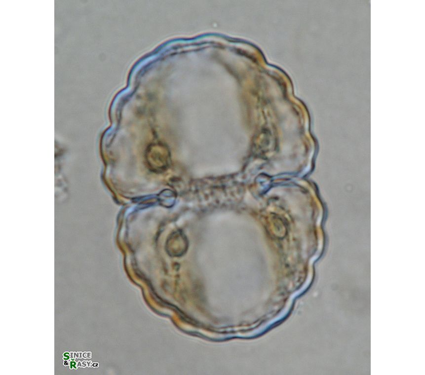 Cosmarium subundulatum