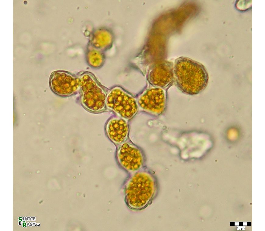 Trentepohlia iolithus