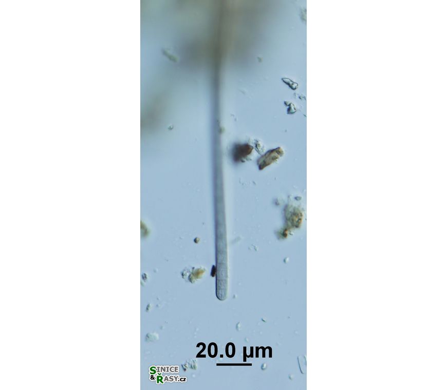 Phormidium lividum