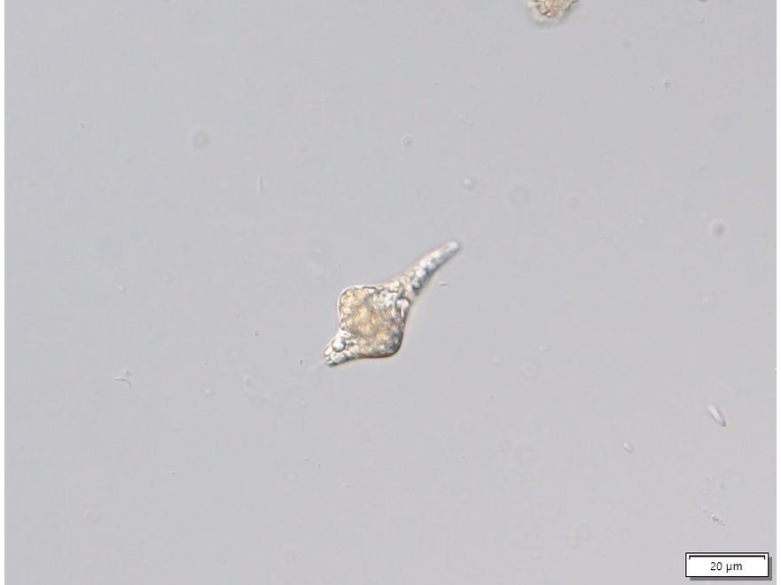 Distigma glabrum