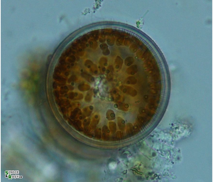 Ellerbeckia arenaria