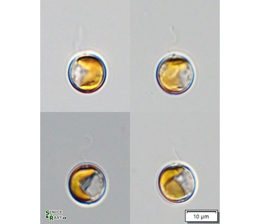 Chrysococcus diaphanus