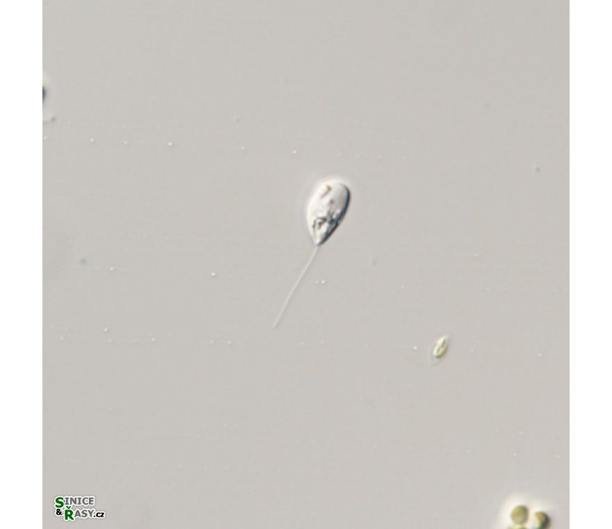 Sphenomonas teres