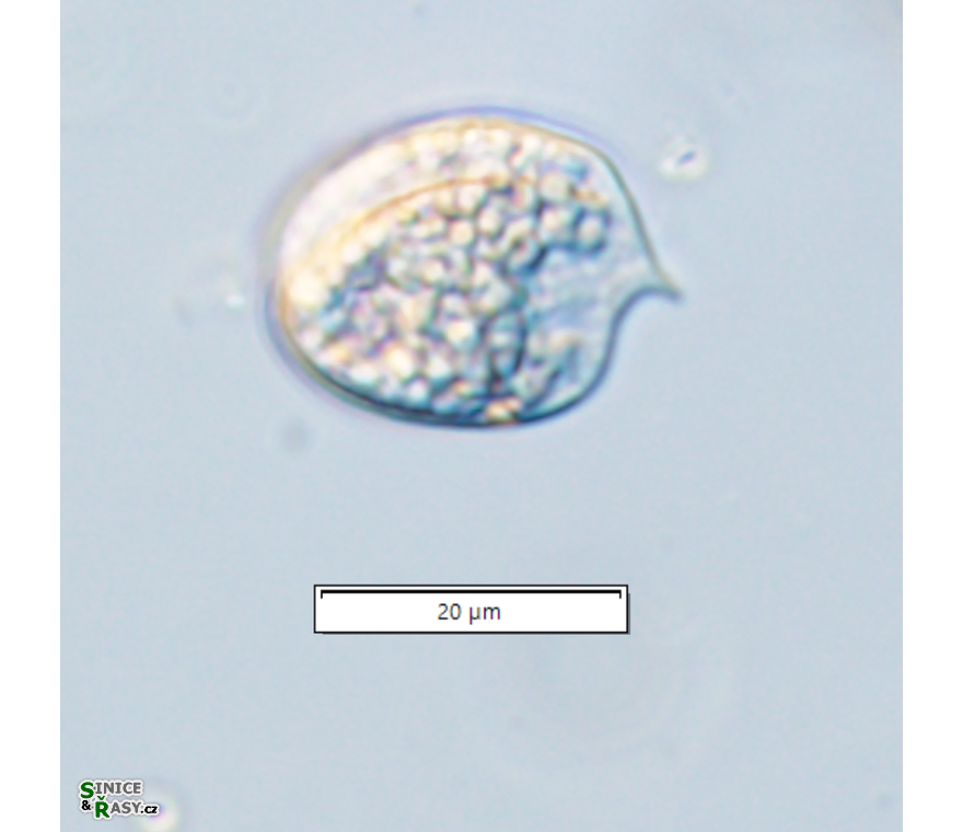 Phacus ocellatus