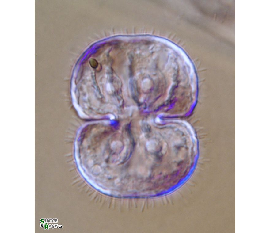 Cosmarium pseudoinsigne