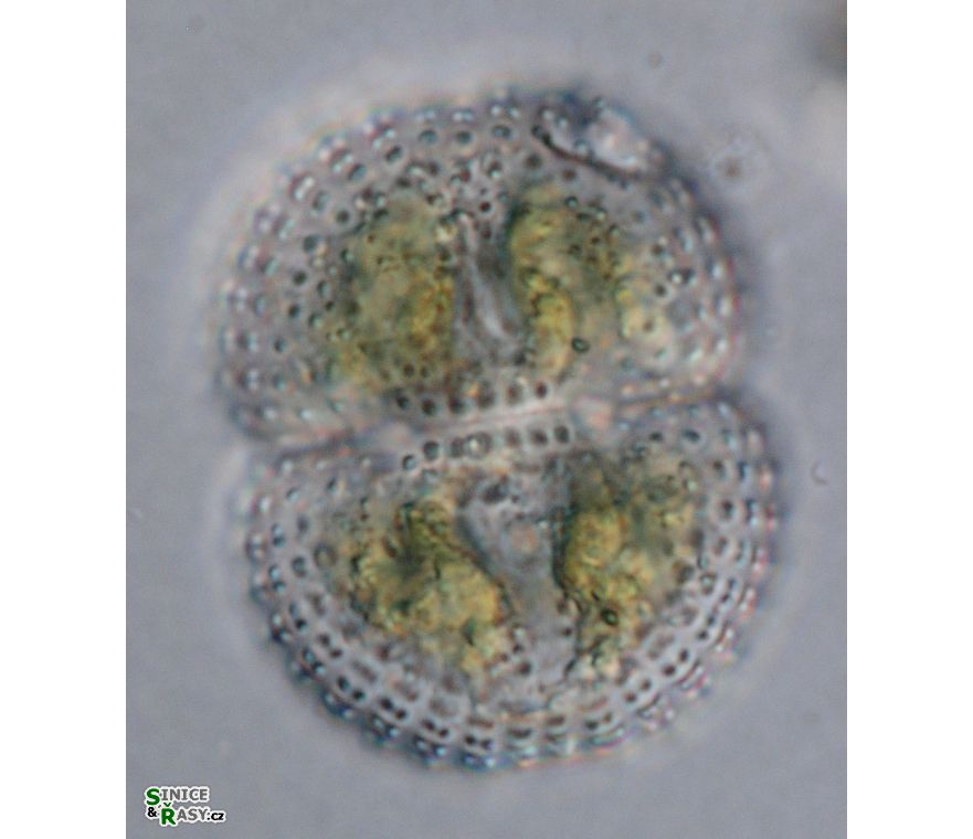 Cosmarium subspeciosum