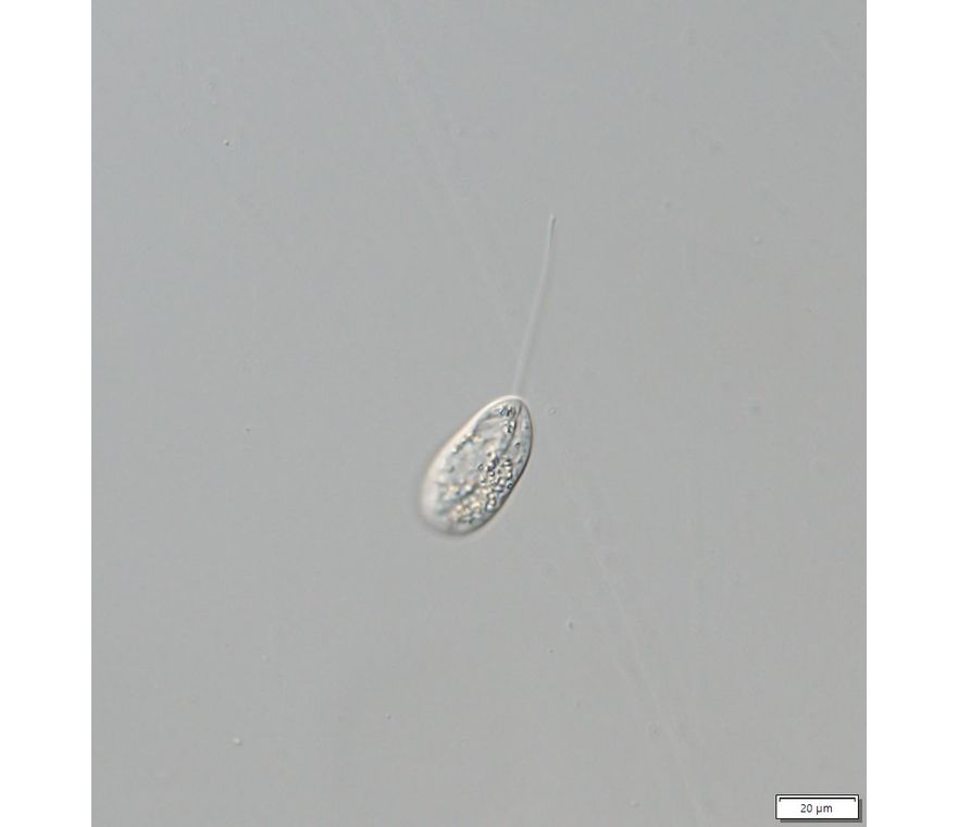 Notosolenus similis