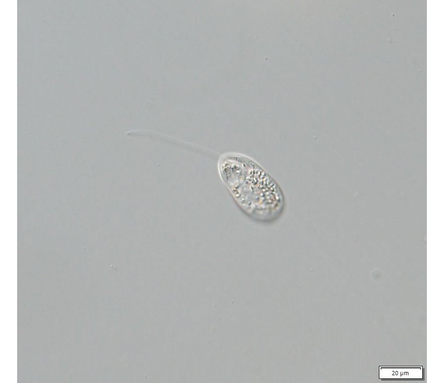 Notosolenus similis