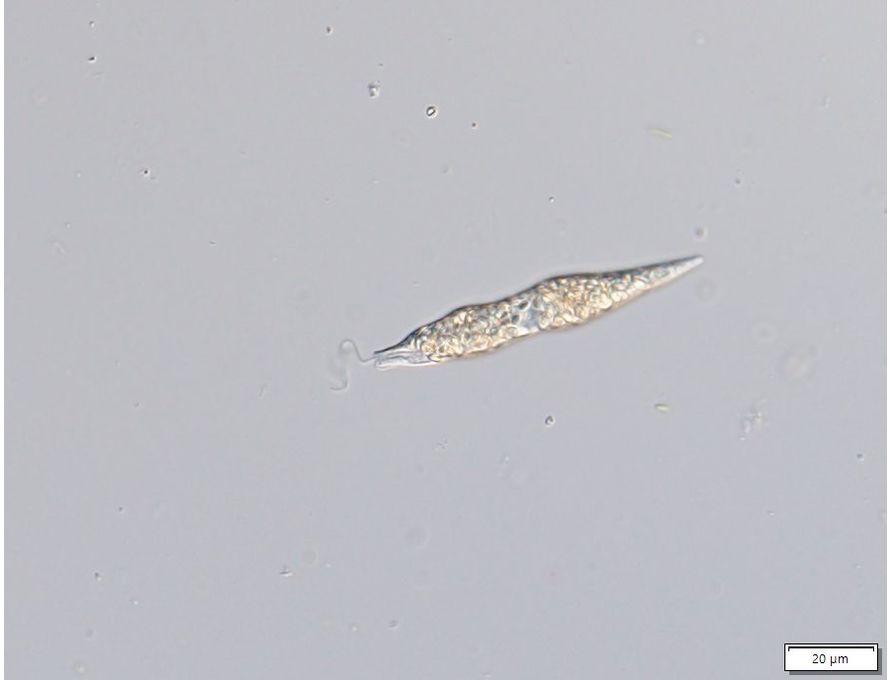 Distigma proteus