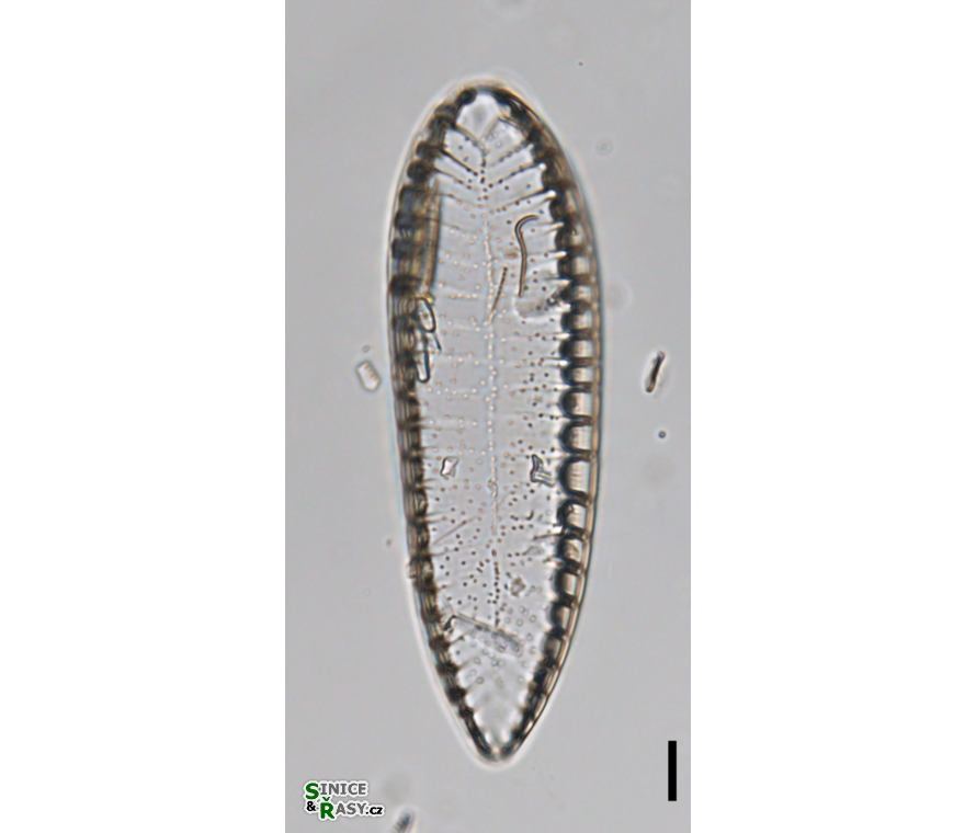 Iconella helvetica