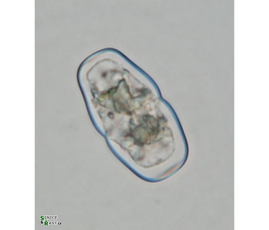 Actinotaenium obcuneatum