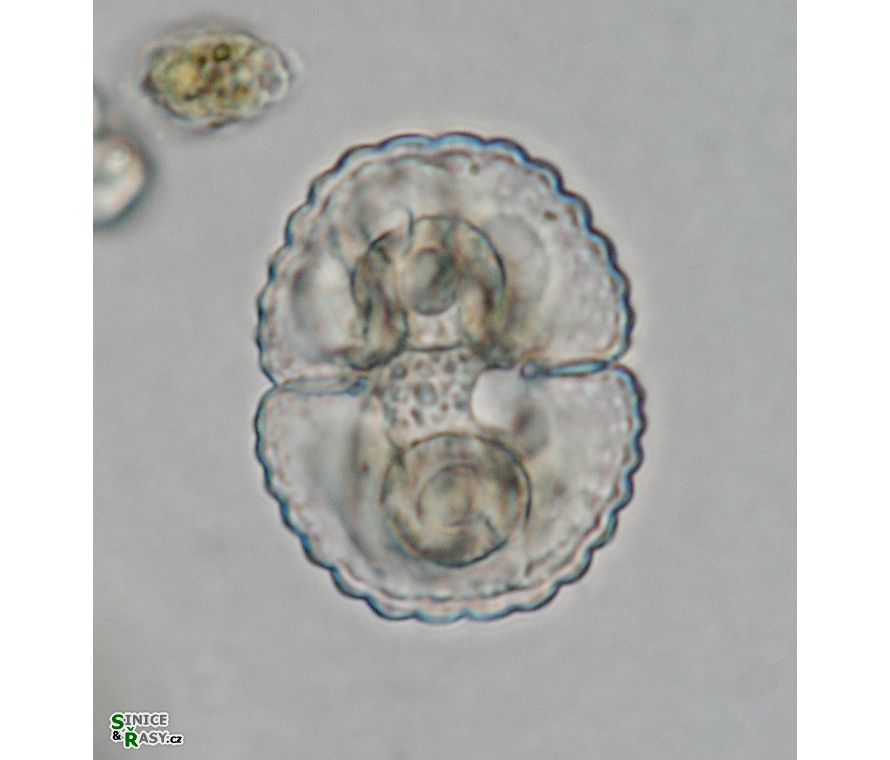 Cosmarium subspeciosum