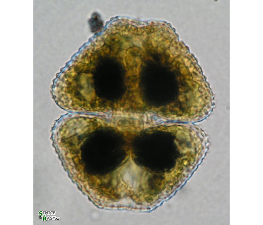 Cosmarium turpinii