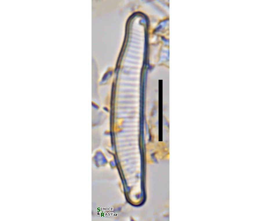 Eunotia minor