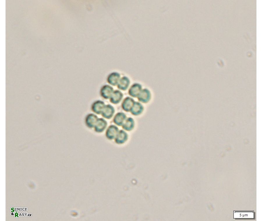 Merismopedia glauca