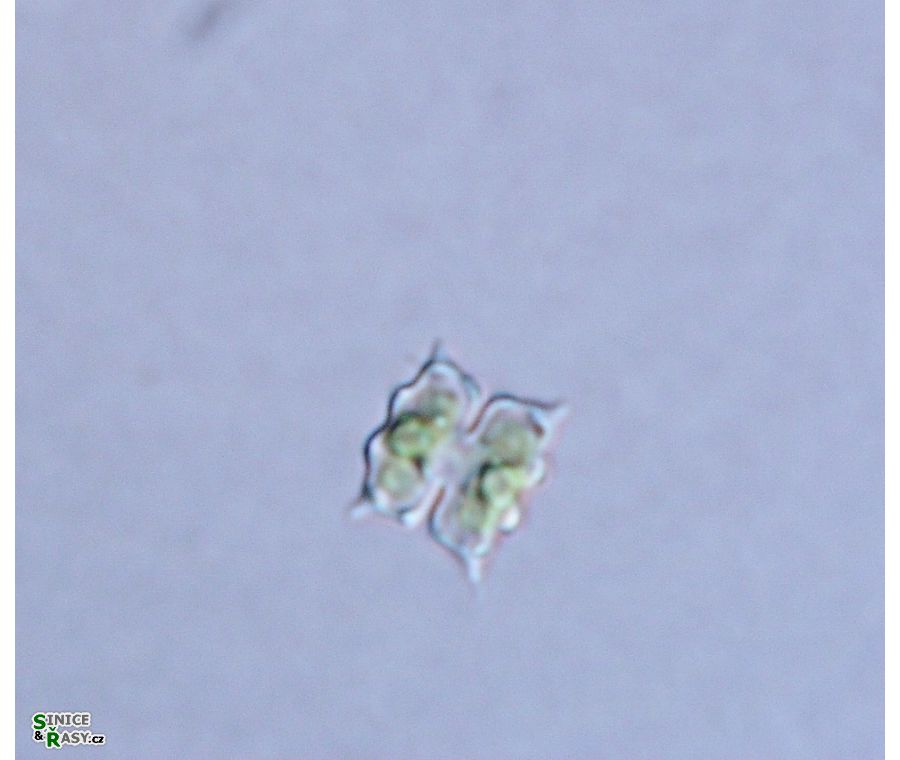Cosmarium dilatatum