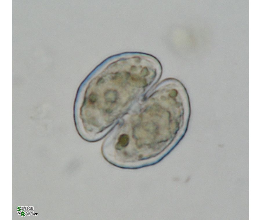 Cosmarium fontigenum