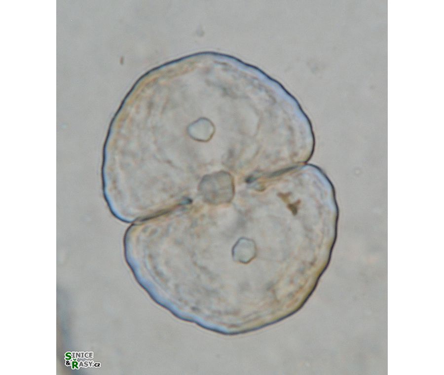 Cosmarium jaoi