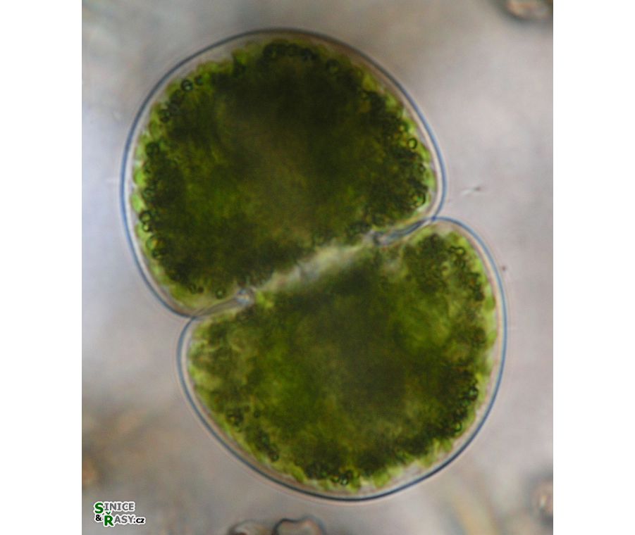 Cosmarium subcucumis